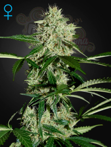 GREEN HOUSE SEEDS - Northern Light Auto