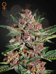 GREEN HOUSE SEEDS - Bubba Kush