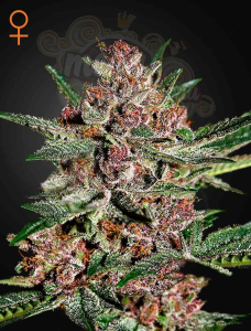 GREEN HOUSE SEEDS - Bubba Kush