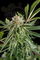 DINAFEM - Royale Haze