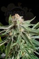 DINAFEM - Royale Haze