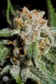 DINAFEM - Royale Haze