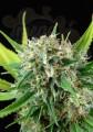 DINAFEM - Royale Haze