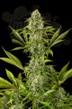 DINAFEM - Royale Haze