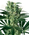 WHITE LABEL - X-Haze