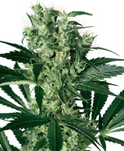WHITE LABEL - X-Haze