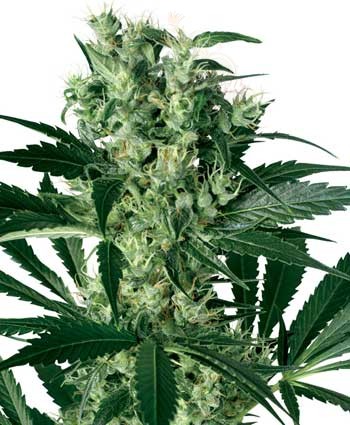 WHITE LABEL - X-Haze