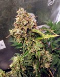 FEMALE SEEDS - Auto NL