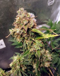 FEMALE SEEDS - Auto NL