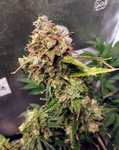 FEMALE SEEDS - Auto NL