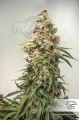DUTCH PASSION - CBD Auto Charlotte’s Angel®