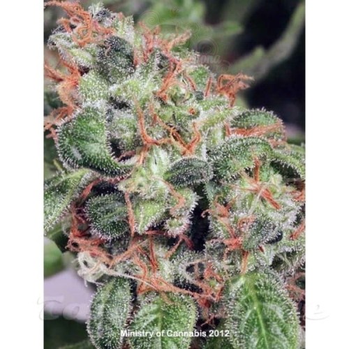 MINISTRY OF CANNABIS - Royalmatic Auto