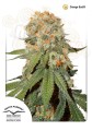 DUTCH PASSION - Orange Bud®