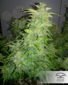 DUTCH PASSION - Orange Bud®