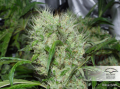 DUTCH PASSION - Orange Bud®