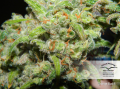 DUTCH PASSION - Orange Bud®