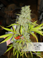DUTCH PASSION - Orange Bud®