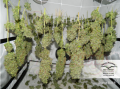 DUTCH PASSION - Orange Bud®