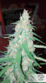 DUTCH PASSION - Orange Bud®