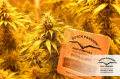 DUTCH PASSION - Orange Bud®