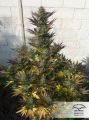 DUTCH PASSION - Orange Bud®