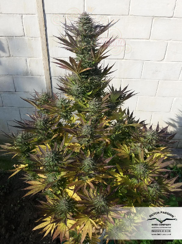 DUTCH PASSION - Orange Bud®