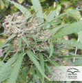 DUTCH PASSION - Orange Bud®