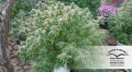 DUTCH PASSION - Orange Bud®