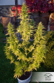 DUTCH PASSION - Orange Bud®