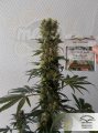 DUTCH PASSION - Orange Bud®