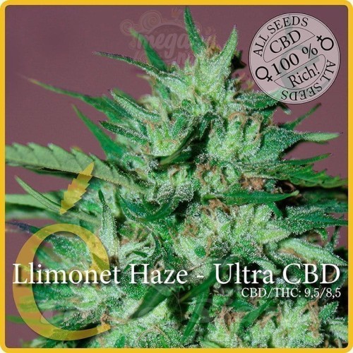 ELITE SEEDS - Llimonet Haze Ultra CBD