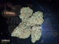 CBD Crew -  CBD Critical Mass