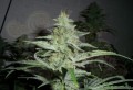 Black Domina