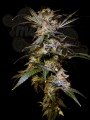 Black Domina