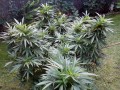 Black Domina