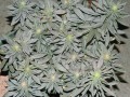 Black Domina