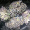 Black Domina