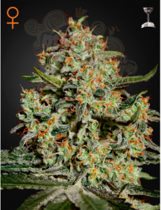 GREEN HOUSE SEEDS - Big Bang