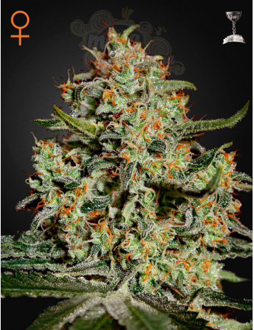 GREEN HOUSE SEEDS - Big Bang