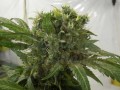 GREEN HOUSE SEEDS - Big Bang