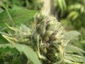 GREEN HOUSE SEEDS - Big Bang