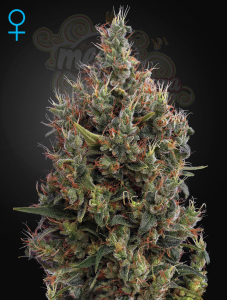 GREEN HOUSE SEEDS - Big Bang Autoflowering