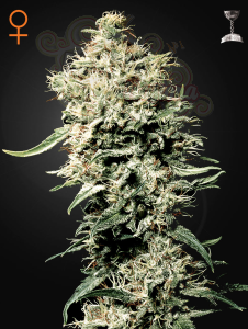 GREEN HOUSE SEEDS - White Rhino