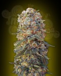 00 SEEDS BANK - Sweet Critical