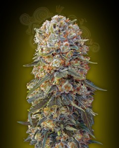 00 SEEDS BANK - Sweet Critical
