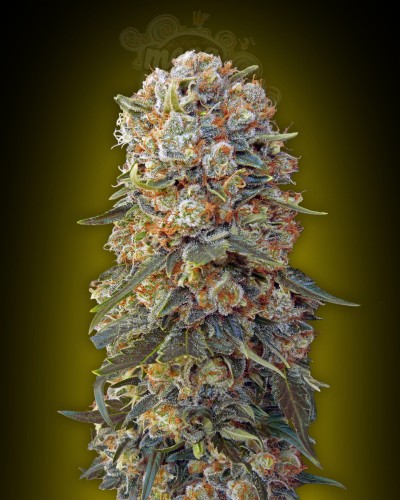 00 SEEDS BANK - Sweet Critical