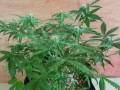 DINAFEM - OG Kush Auto CBD