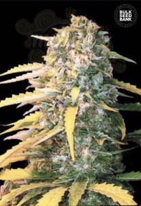 BULK SEED BANK - Auto White Widow