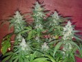 DINAFEM - OG Kush Auto CBD