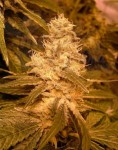 FEMALE SEEDS - Auto Kush